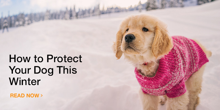 How to Protect Your Dog From the Cold Weather