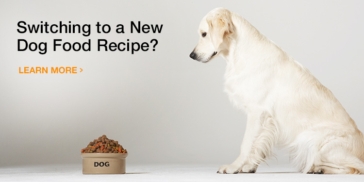 3 Things to Consider Before You Switch or Transition Your Dog's Food